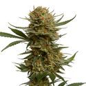 Chunky Cookies (Amsterdam Genetics) Feminiserede