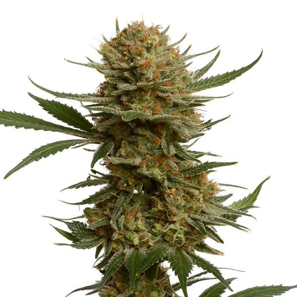 Chunky Cookies (Amsterdam Genetics) Feminiserede