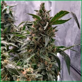 Blue Amnesia Haze (Amsterdam Genetics) Feminiserede