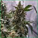 Blue Amnesia Haze (Amsterdam Genetics) Feminiserede