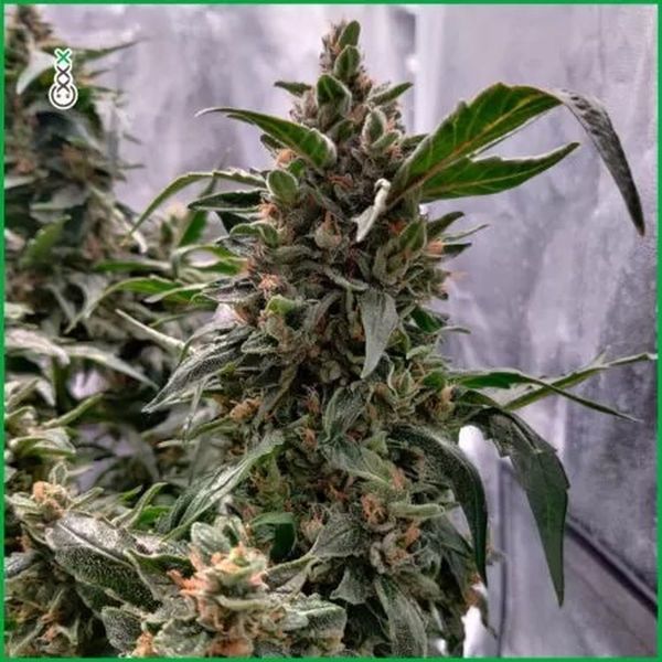 Blue Amnesia Haze (Amsterdam Genetics) Feminiserede
