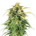 Lemon Haze (Amsterdam Genetics) Feminiserede