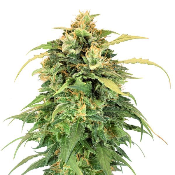 Lemon Haze (Amsterdam Genetics) Feminiserede
