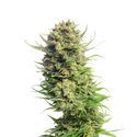 Spicebomb (Amsterdam Genetics) Feminiserede