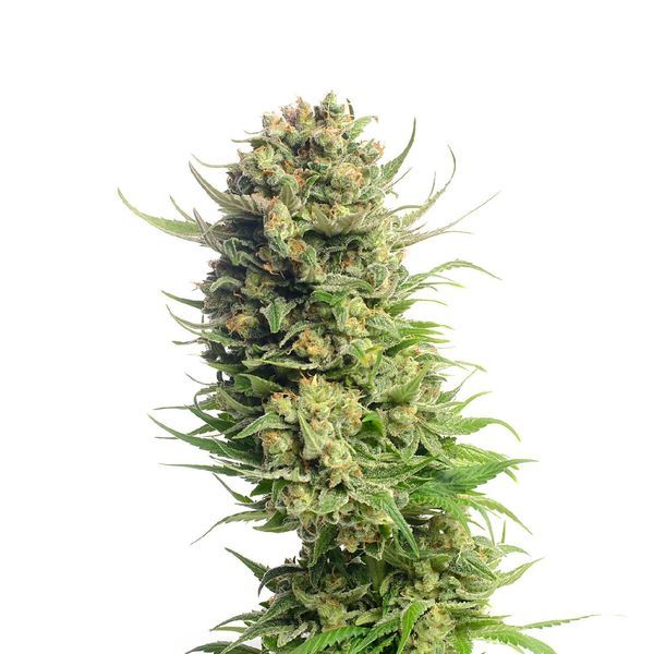 Spicebomb (Amsterdam Genetics) Feminiserede