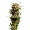 Candyfloss (Amsterdam Genetics) Feminiserede