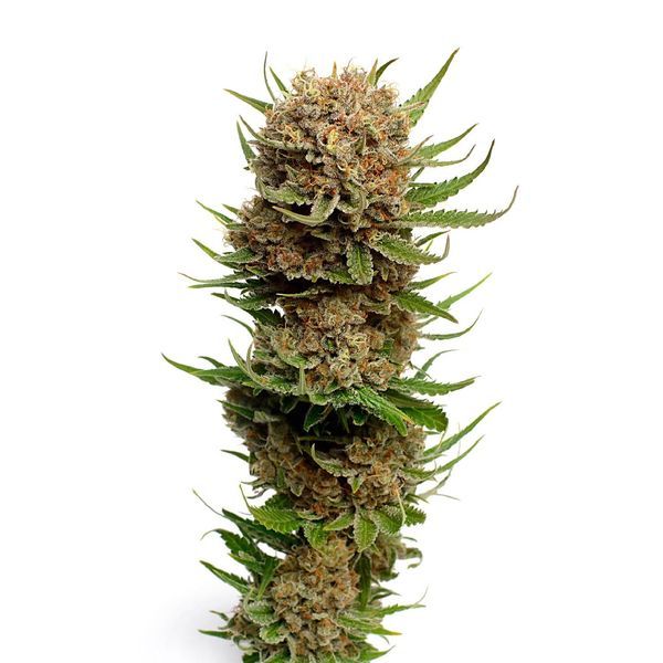 Candyfloss (Amsterdam Genetics) Feminiserede