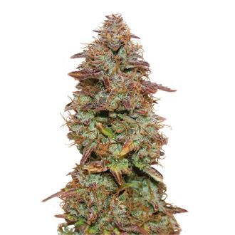 Exotic Purple Autoflower (Amsterdam Genetics) Feminiserede