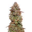 Exotic Purple Autoflower (Amsterdam Genetics) Feminiserede