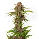 Forbidden Passionfruit (Amsterdam Genetics) Feminiserede
