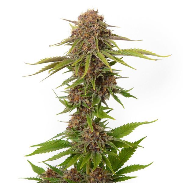 Forbidden Passionfruit (Amsterdam Genetics) Feminiserede