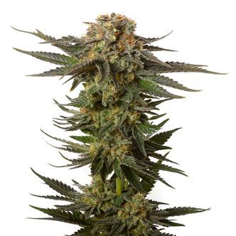Moncherry (Amsterdam Genetics) Feminiserede cannabisfr&oslash;