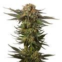 Moncherry (Amsterdam Genetics) Feminiserede