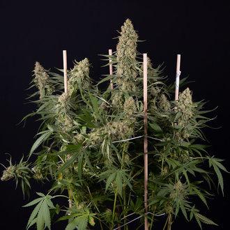 Solar Panel (Zamnesia Seeds) Feminiserede