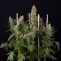 Solar Panel (Zamnesia Seeds) Feminiserede