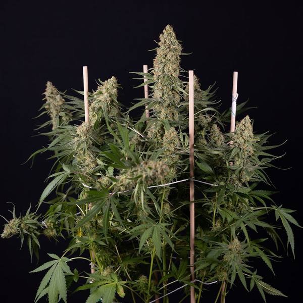 Solar Panel (Zamnesia Seeds) Feminiserede