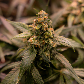 Solar Panel (Zamnesia Seeds) Feminiserede