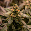 Solar Panel (Zamnesia Seeds) Feminiserede