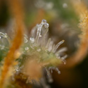 Solar Panel (Zamnesia Seeds) Feminiserede