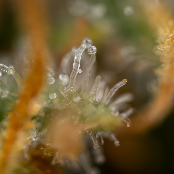 Solar Panel (Zamnesia Seeds) Feminiserede