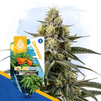 Solar Panel (Zamnesia Seeds) feminiseret