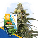 Solar Panel (Zamnesia Seeds) Feminiserede