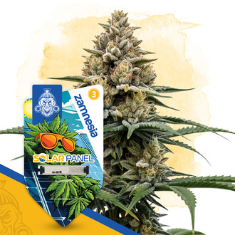 Solar Panel Autoflower (Zamnesia Seeds) Feminiserede