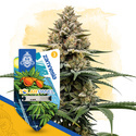 Solar Panel Autoflower (Zamnesia Seeds) Feminiserede