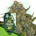 Sticky Broccoli (Zamnesia Seeds) Feminiserede