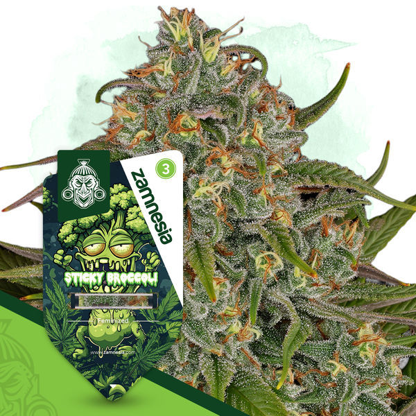 Sticky Broccoli (Zamnesia Seeds) Feminiserede