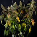 Sticky Broccoli (Zamnesia Seeds) Feminiserede