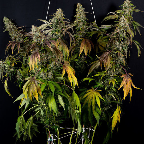 Sticky Broccoli (Zamnesia Seeds) Feminiserede