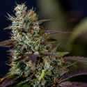 Sticky Broccoli (Zamnesia Seeds) Feminiserede