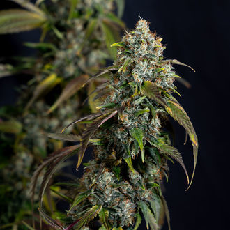 Sticky Broccoli (Zamnesia Seeds) Feminiserede