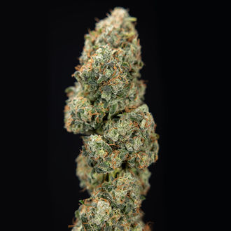 Sticky Broccoli (Zamnesia Seeds) Feminiserede