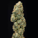 Sticky Broccoli (Zamnesia Seeds) Feminiserede