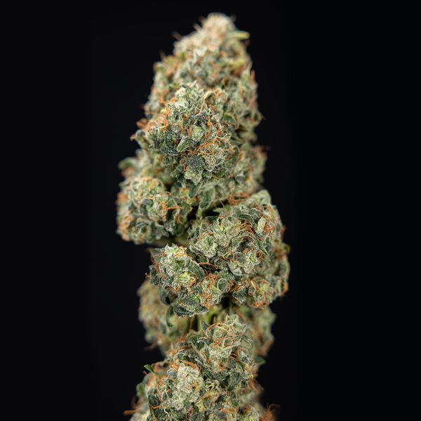 Sticky Broccoli (Zamnesia Seeds) Feminiserede