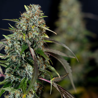 Sticky Broccoli (Zamnesia Seeds) Feminiserede