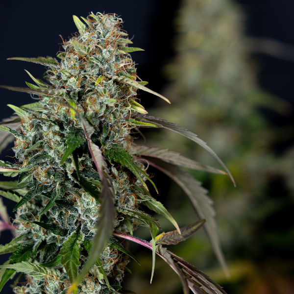 Sticky Broccoli (Zamnesia Seeds) Feminiserede