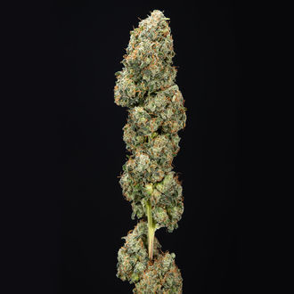 Sticky Broccoli (Zamnesia Seeds) Feminiserede
