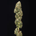Sticky Broccoli (Zamnesia Seeds) Feminiserede