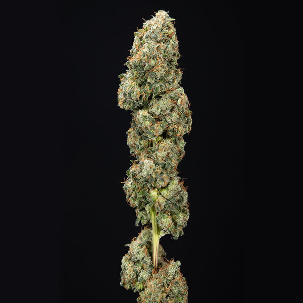 Sticky Broccoli (Zamnesia Seeds) Feminiserede