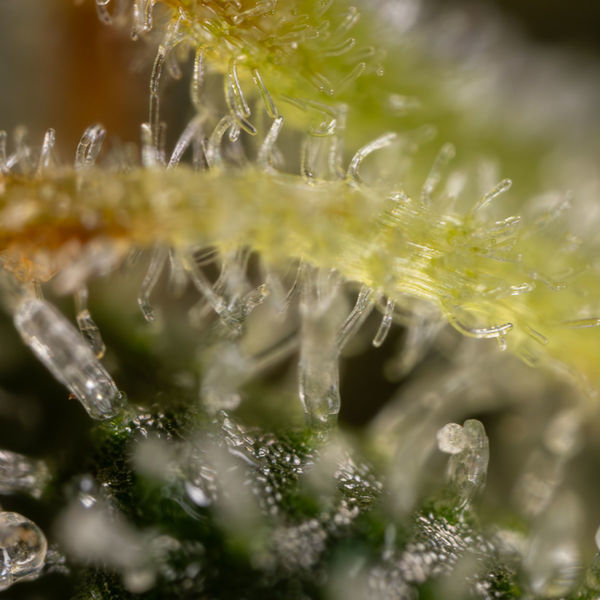 Sticky Broccoli (Zamnesia Seeds) Feminiserede