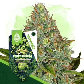 Sticky Broccoli Autoflower (Zamnesia Seeds) Feminiserede