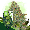Sticky Broccoli Autoflower (Zamnesia Seeds) Feminiserede