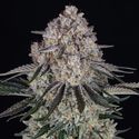 Sour Diesel Auto (Barney's Farm) Feminiserede