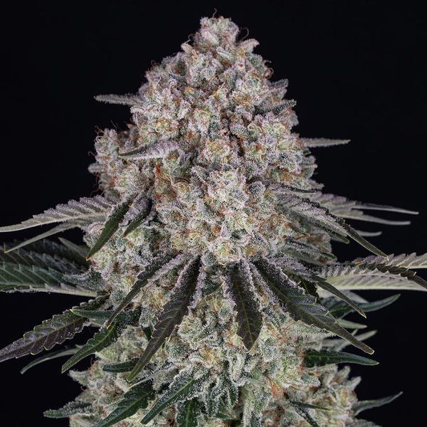 Sour Diesel Auto (Barney's Farm) Feminiserede