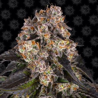 Girl Scout Cookies (Barney's Farm) feminiserede