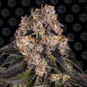 Girl Scout Cookies (Barney's Farm) Feminiserede
