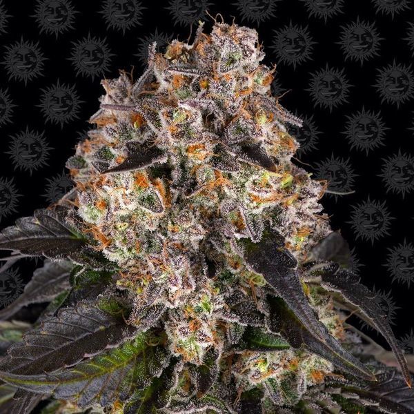 Girl Scout Cookies (Barney's Farm) Feminiserede